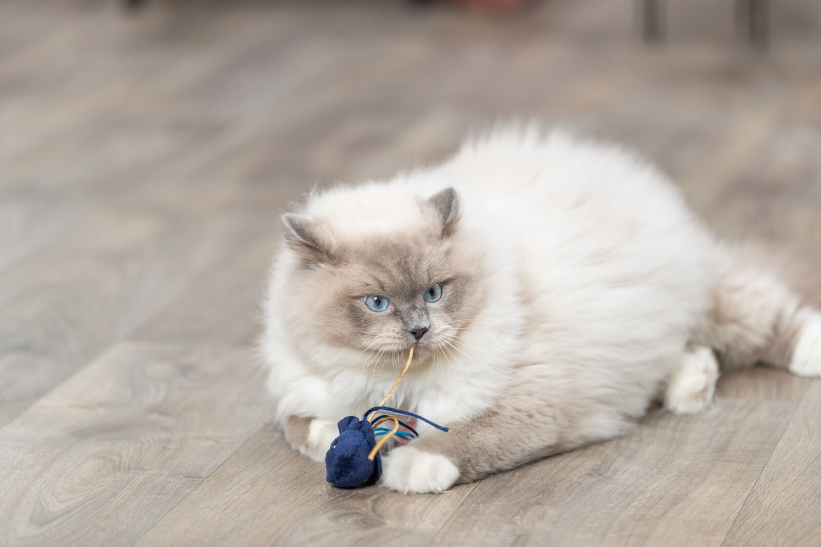 Игрушка для кошки 
