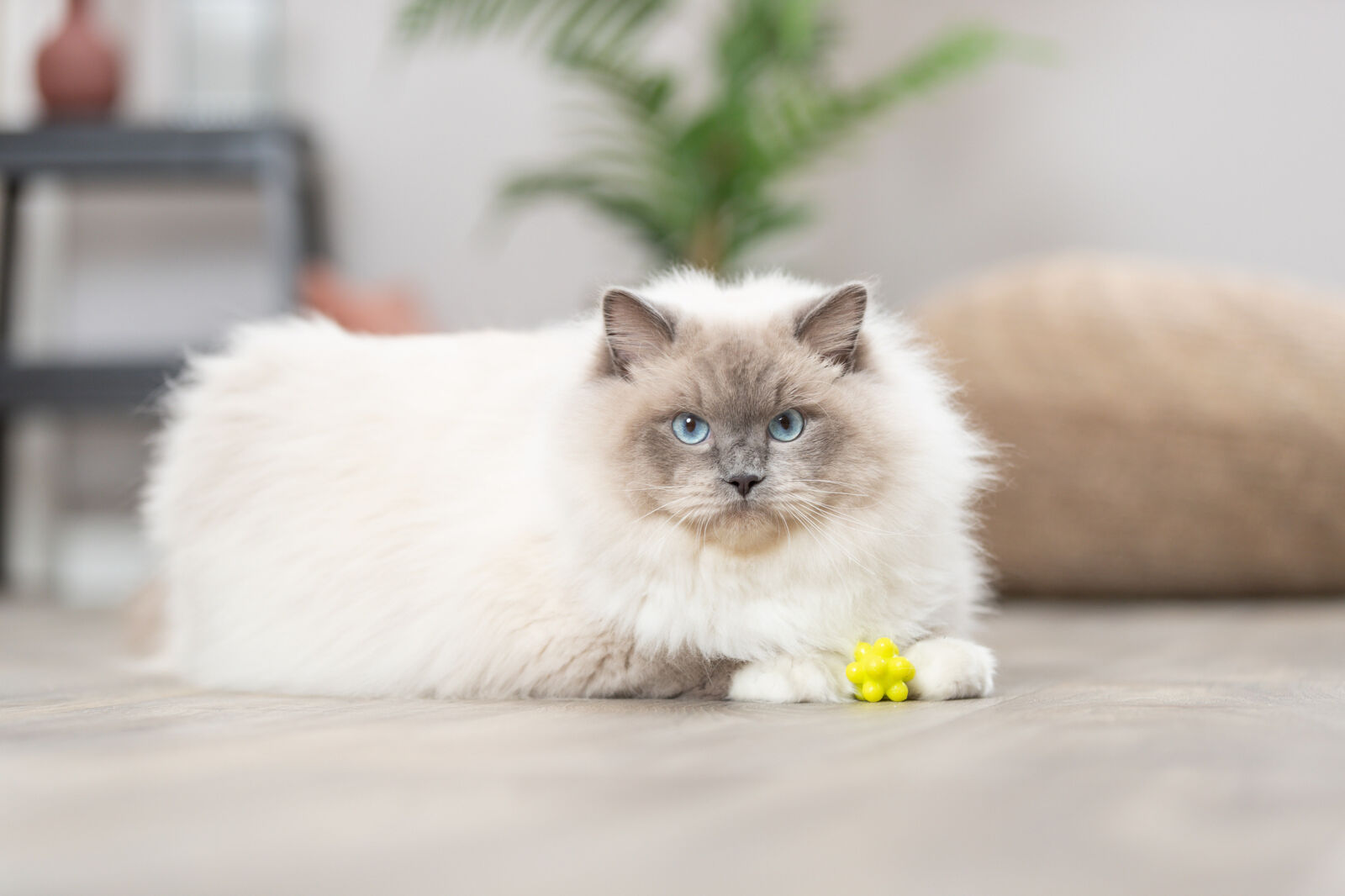 Набор игрушек для кошки 