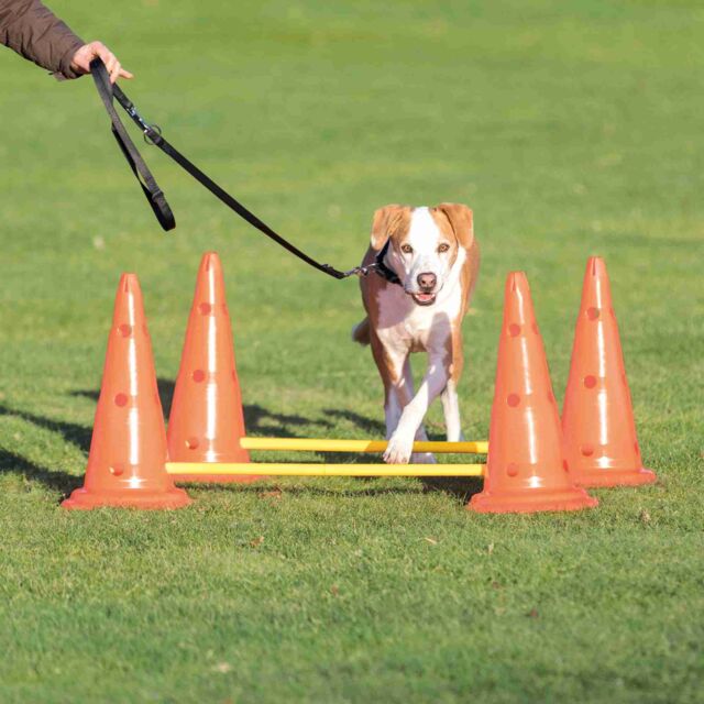 Набор препятствий для аджилити Dog Activity