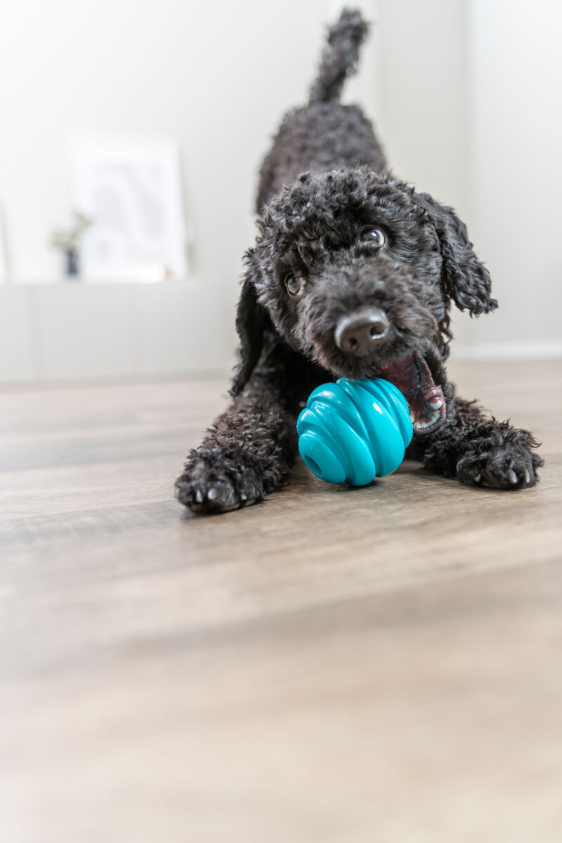 Игрушка для собак Мяч суперпрочный, ТПР, голубой