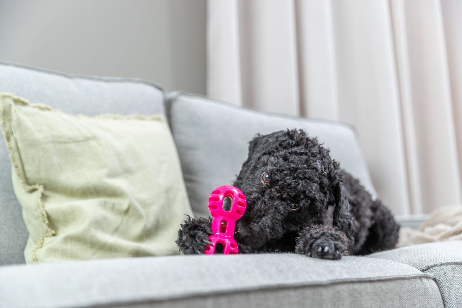 Игрушка для собак мяч Регби суперпрочный, ТПР, розовый