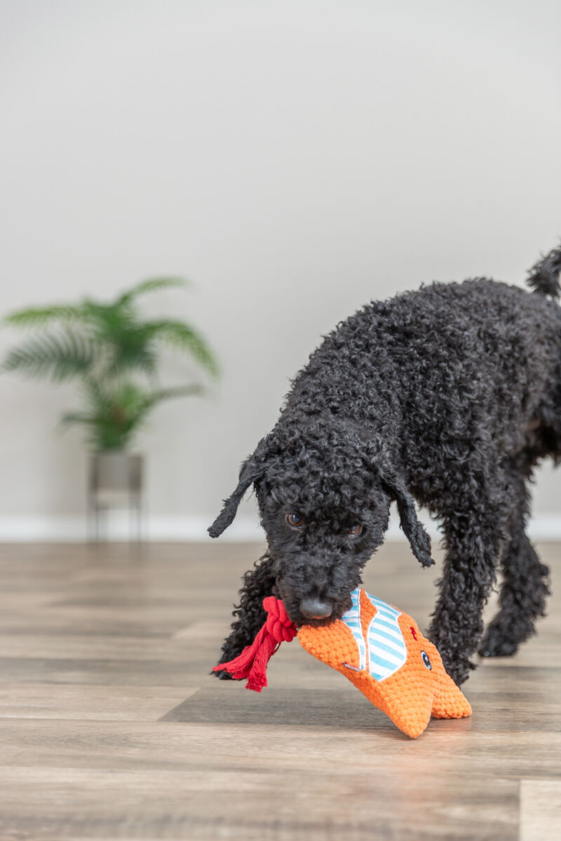 Игрушка для собак Морская Звезда, плюш